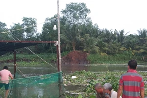 Sạt lở đất làm 4 tấn cá điêu hồng giống trôi ra sông ở Vĩnh Long
