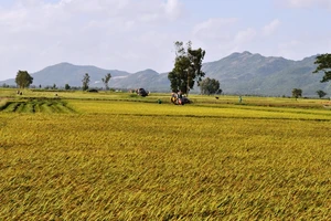 Hợp tác tiêu thụ, đảm bảo đầu ra cho người trồng lúa ở Kiên Giang, An Giang