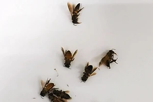 Cấp cứu kịp thời người bị ong đốt hàng trăm mũi nguy kịch