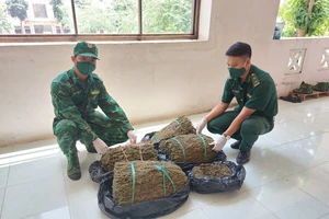 Bộ đội Biên phòng An Giang thu giữ hơn 19kg nghi cần sa