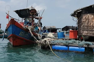 Kiên Giang: Cá nuôi lồng bè trên biển Hòn Tre chết hàng loạt nghi do nguồn nước