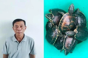 Bắt người đàn ông vận chuyển 41 cá thể rùa quý hiếm ở rừng U Minh Thượng