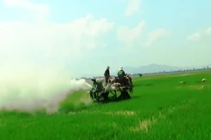 An Giang: Bác tin đồn nông dân lấy xi măng… phun lên ruộng lúa