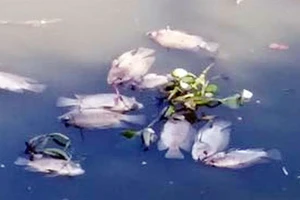 Nghiên cứu thực hiện nạo vét lòng kênh Nhiêu Lộc - Thị Nghè để cứu cá 