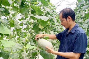 Trồng dưa lưới bằng công nghệ cao mang lại hiệu quả kinh tế cho người trồng ở TPHCM