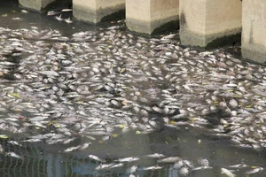 Cải thiện nguồn nước nhằm hạn chế cá chết trên kênh Nhiêu Lộc - Thị Nghè