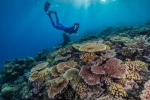 Mô hình học sâu mới của Dell nâng cao nỗ lực bảo tồn Rạn san hô Bờ Đá Lớn bằng cách giảm thời gian phân tính hình ảnh rạn san hô