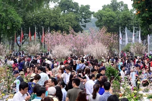 10.000 cành hoa anh đào Nhật bản sẽ khoe sắc tại Hà Nội