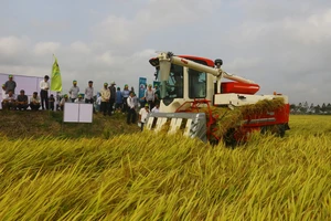 Hậu Giang: Nông dân lợi nhuận 65 triệu đồng/ha từ mô hình canh tác lúa thông minh