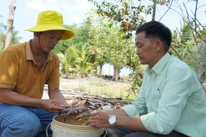 Kiên Giang: Hạn mặn gay gắt, hơn 700ha tôm nuôi thiệt hại