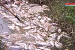 Quảng Ngãi: Kiểm tra mẫu nước tìm nguyên nhân cá chết ở đập Hố Chuối