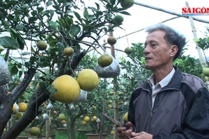 Ghép cây cảnh với 10 loại quả, nông dân Hà Nội thu trăm triệu dịp Tết