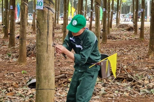 205 thí sinh dự Hội thi Bàn tay vàng thu hoạch mủ cao su