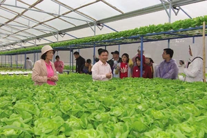 Trang trại trồng rau sạch chuyên cung cấp cho Trung tâm phân phối Mega Market