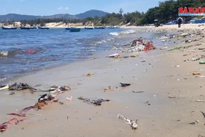 Cận cảnh bãi biển đẹp như tranh bị “đầu độc” bởi rác thải