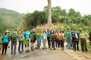 Hoa hậu H'Hen Niê hoàn thành trồng 5ha rừng tại Bến En