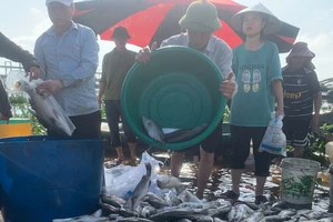 Podcast bản tin tối 6-10: Hàng chục tấn cá nuôi lồng bè bị chết hàng loạt; Rừng thông ba lá ở Lâm Đồng lại bị “đầu độc” hàng loạt