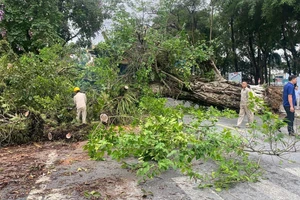 Podcast bản tin tối 9-5: Rác thải ngập ngụa bờ biển Mũi Né; Trồng lại cây đa 100 năm tuổi bị quật đổ ở Hà Giang
