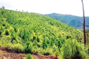 Công ty TNHH MTV Lâm nghiệp Kon Rẫy: Tập trung trồng và chăm sóc rừng trồng