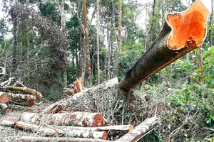 Ban Quản lý rừng phòng hộ Ayun Pa để xảy ra nạn phá rừng, giao khoán bảo vệ rừng trên diện tích không có rừng