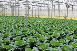46,8% diện tích gieo trồng rau đạt VietGAP