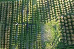 Ninh Giang Flower Village offers 35,000 pots of types of daisies to serve Tet. (Photo: SGGP)