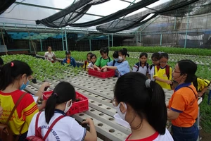 Học sinh hào hứng trải nghiệm trồng rau, chăm sóc thú qua Cuộc thi “Văn hay chữ tốt” do quận Tân Bình tổ chức 