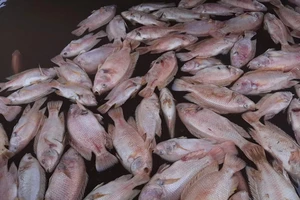Cá nuôi trên sông Tiền chết hàng loạt, không có biểu hiện của dịch bệnh