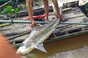 Người dân Lai Vung bắt được cá lạ giống cá mập