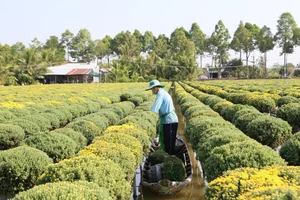 Giá trị sản xuất hoa kiểng tại TP Sa Đéc đạt hơn 3.000 tỷ đồng