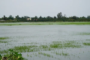 Lúa mới gieo sạ 20 ngày tuổi đã bị ngập sâu trong nước
