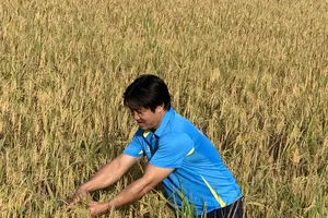 Vụ mùa Hè Thu 2021 ở ĐBSCL đạt năng suất cao nhờ áp dụng mô hình Canh tác lúa thông minh.