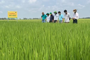 Cánh đồng mẫu "Canh tác lúa thông minh" ở ĐBSCL.