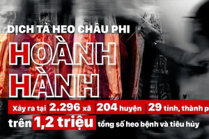 Dịch diễn biến phức tạp, tổng đàn heo ở TPHCM đang bị đe dọa