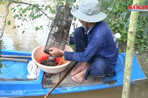 Đồng Tháp: nhộn nhịp mua bán cua đồng mùa nước nổi