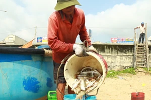 “Mở biển” đầu xuân, ngư dân trúng cả chục triệu đồng