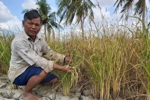 Lúa của người dân trên địa bàn xã Khánh Bình Tây Bắc (huyện Trần Văn Thời) bị thiệt hại do hạn hán