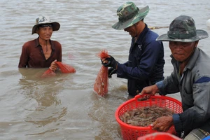 Nghiên cứu thành lập hiệp hội ngành hàng tôm ĐBSCL 