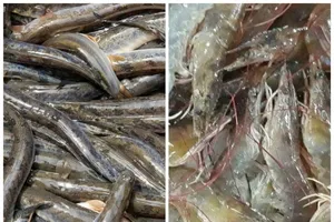 Cà Mau: Mô hình khuyến nông hỗ trợ nuôi tôm nhưng biên bản thả giống ghi cá kèo