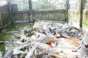 Sau vụ cá sấu sổng chuồng, Cà Mau tăng cường quản lý vật nuôi có nguồn gốc tự nhiên