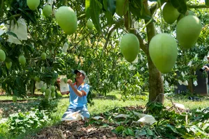 Tỉnh Đồng Tháp sẽ xây dựng bộ nhận diện thương hiệu cho các sản phẩm trái cây chủ lực