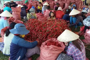 Ớt được thu hoạch và phân loại tại nhà máy Tầm Ngân