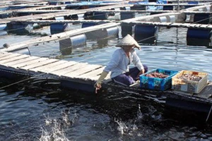 Một bè cá của người Trung Quốc tại Cam Ranh, năm 2012.