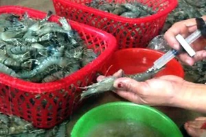 Xử hình sự nếu đưa tạp chất vào tôm