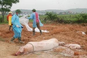 Thủ tướng yêu cầu triển khai quyết liệt, đồng bộ các giải pháp phòng, chống bệnh dịch tả heo châu Phi.