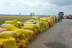 Thủ tướng chỉ đạo ổn định giá lúa, hỗ trợ nông dân