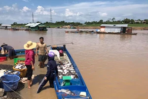 Số lượng cá bè chết trên hồ Trị An lên đến gần 1.000 tấn