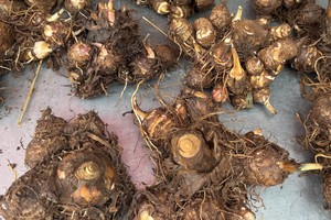 “芋子芋孫”象徵子孫滿堂每公斤约10万元