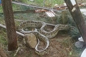 居民在山茶坊成荣居民区发现蟒蛇。