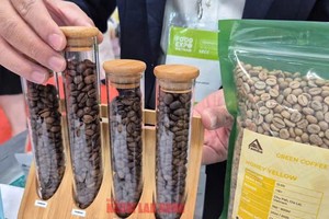 11月14日咖啡价格持续下滑